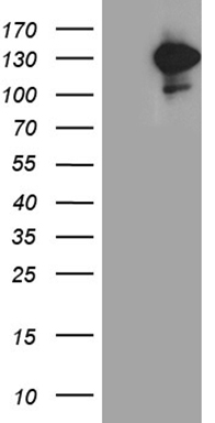 MDA5 Antibody