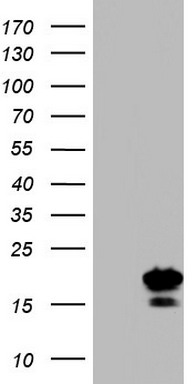 PPIH Antibody