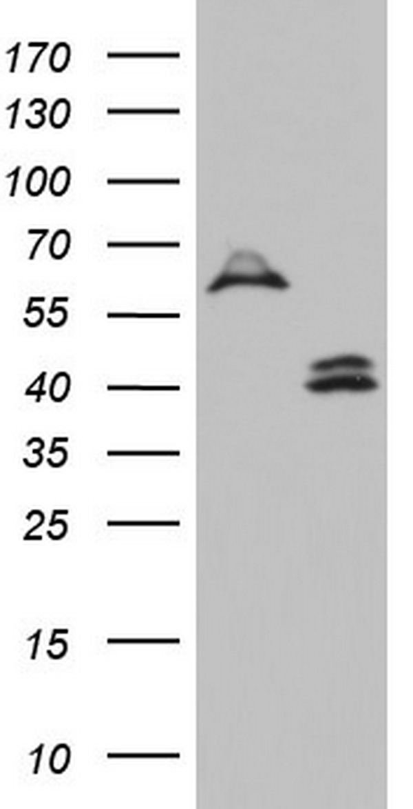 DDOST Antibody