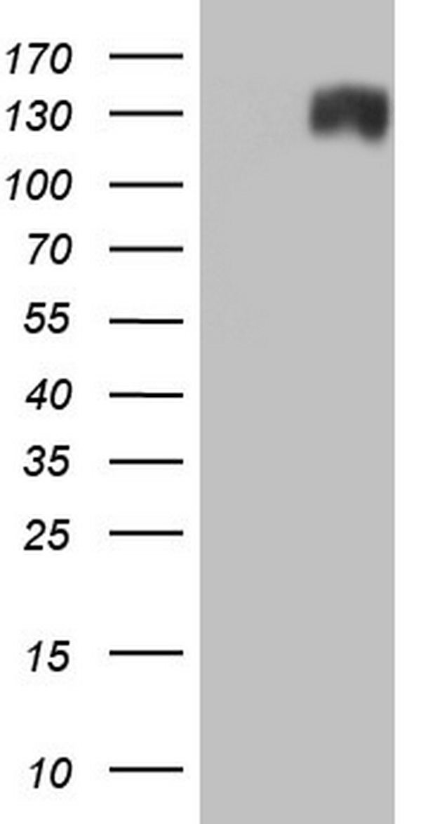 ANO1 Antibody