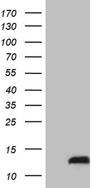 PYDC1 Antibody