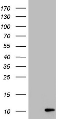 ASC2 Antibody