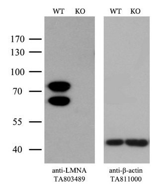 LMNA Antibody