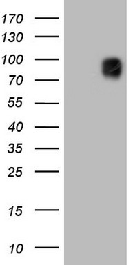 CD146 Antibody