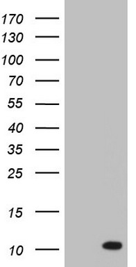 PYDC1 Antibody