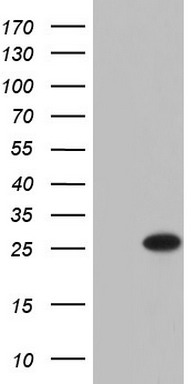 p23 Antibody