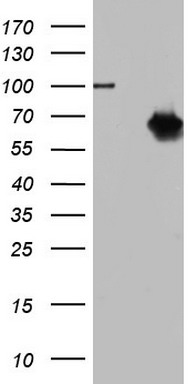 NR2C1 Antibody