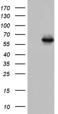 NR2C1 Antibody