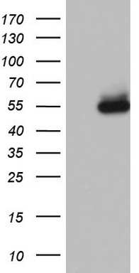 NR2C1 Antibody