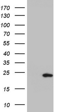 p23 Antibody
