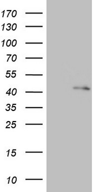 RBFOX1 Antibody