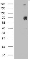 C3IP1 Antibody