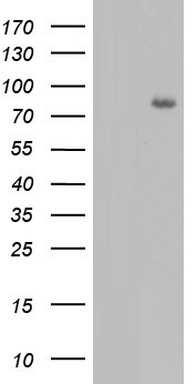 FBXW7 Antibody
