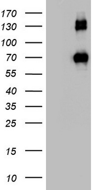 CD68 Antibody