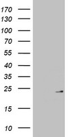 MRPL13 Antibody
