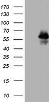 p53 Antibody