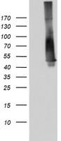 p53 Antibody