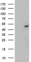 CSNK1G2 Antibody