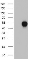 CSNK1G2 Antibody
