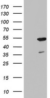 FEN1 Antibody