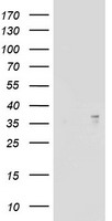 ART1 Antibody