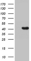 HMBS Antibody
