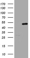 HMBS Antibody
