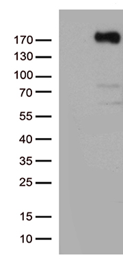 VEGF Receptor 2 Antibody