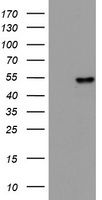 Cytokeratin 20 Antibody