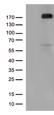 VEGF Receptor 2 Antibody