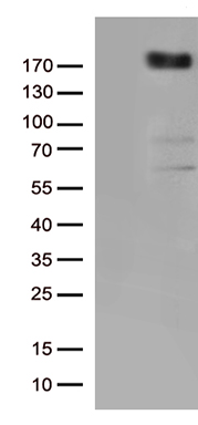VEGF Receptor 2 Antibody