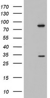 MAATS1 Antibody