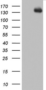 AREB6 Antibody