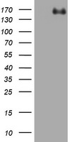 AREB6 Antibody