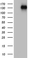 ZEB1 Antibody