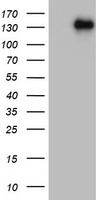 AREB6 Antibody