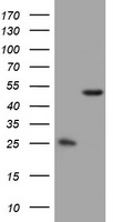 OXSM Antibody