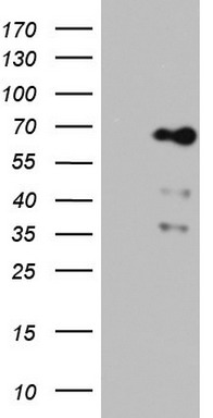 NUMB Antibody