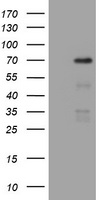 NUMB Antibody