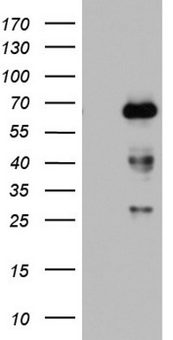 NUMB Antibody