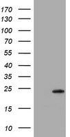 VSNL1 Antibody