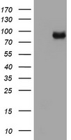 MDM2 Antibody