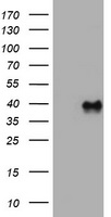 WNT3 Antibody
