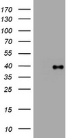 PI 3 Kinase Class 2A Antibody