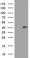 Neuraminidase Antibody