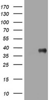 PI 3 Kinase Class 2A Antibody