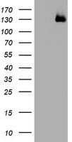WWC1 Antibody