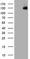 WWC1 Antibody
