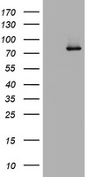RASGRP3 Antibody