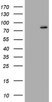 RASGRP3 Antibody